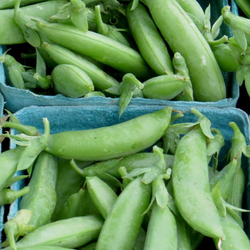 Snap Pea - Sugar Daddy, ORGANIC - Sow True Seed