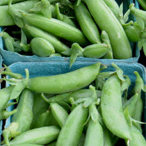 Snap Pea - Sugar Daddy, ORGANIC - Sow True Seed
