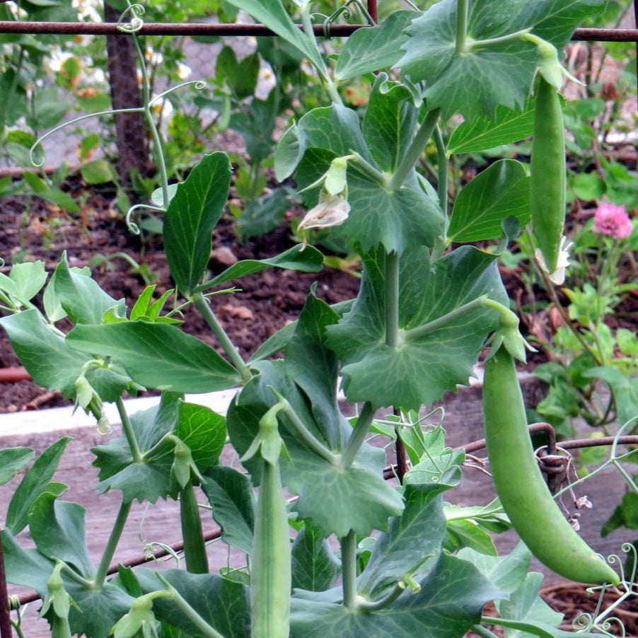 Snap Pea - Sugar Daddy, ORGANIC - Sow True Seed