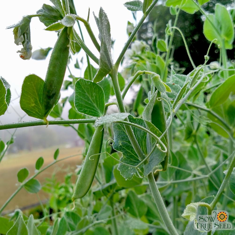 snap pea seeds planting Sugar Snap - Snap Pea Seeds | Sow True Seed