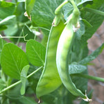 Snow Pea - Oregon Sugar Pod II - Sow True Seed