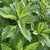 Summer Spinach Seeds - Nigerian - Sow True Seed