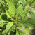 Summer Spinach Seeds - Nigerian - Sow True Seed