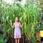Sorghum - Black Amber Cane - Sow True Seed