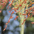 Sorghum - Hungarian Broom Corn - Sow True Seed