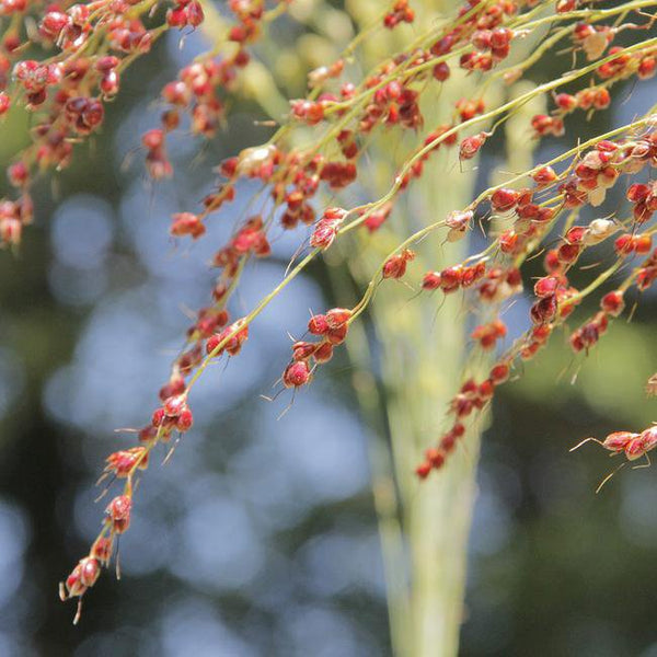 Hungarian Broom Corn Sorghum Seeds | Sow True Seed
