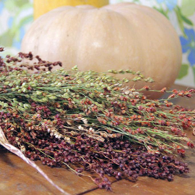 broom plant seeds Hungarian Broom Corn Sorghum Seeds | Sow True Seed