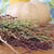 Sorghum - Hungarian Broom Corn - Sow True Seed