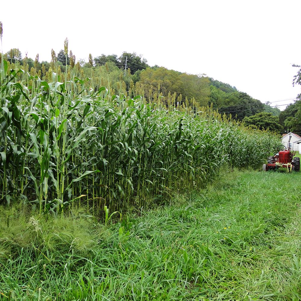 Sorghum - Sugar Drip - Sow True Seed