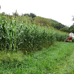 Sorghum - Sugar Drip - Sow True Seed