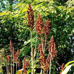 Sorghum - Sugar Drip - Sow True Seed