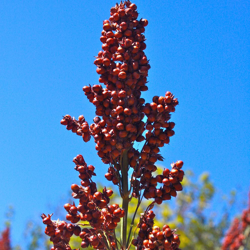 sweet sorghum seeds for planting Sugar Drip Sorghum Seeds | Sow True Seed