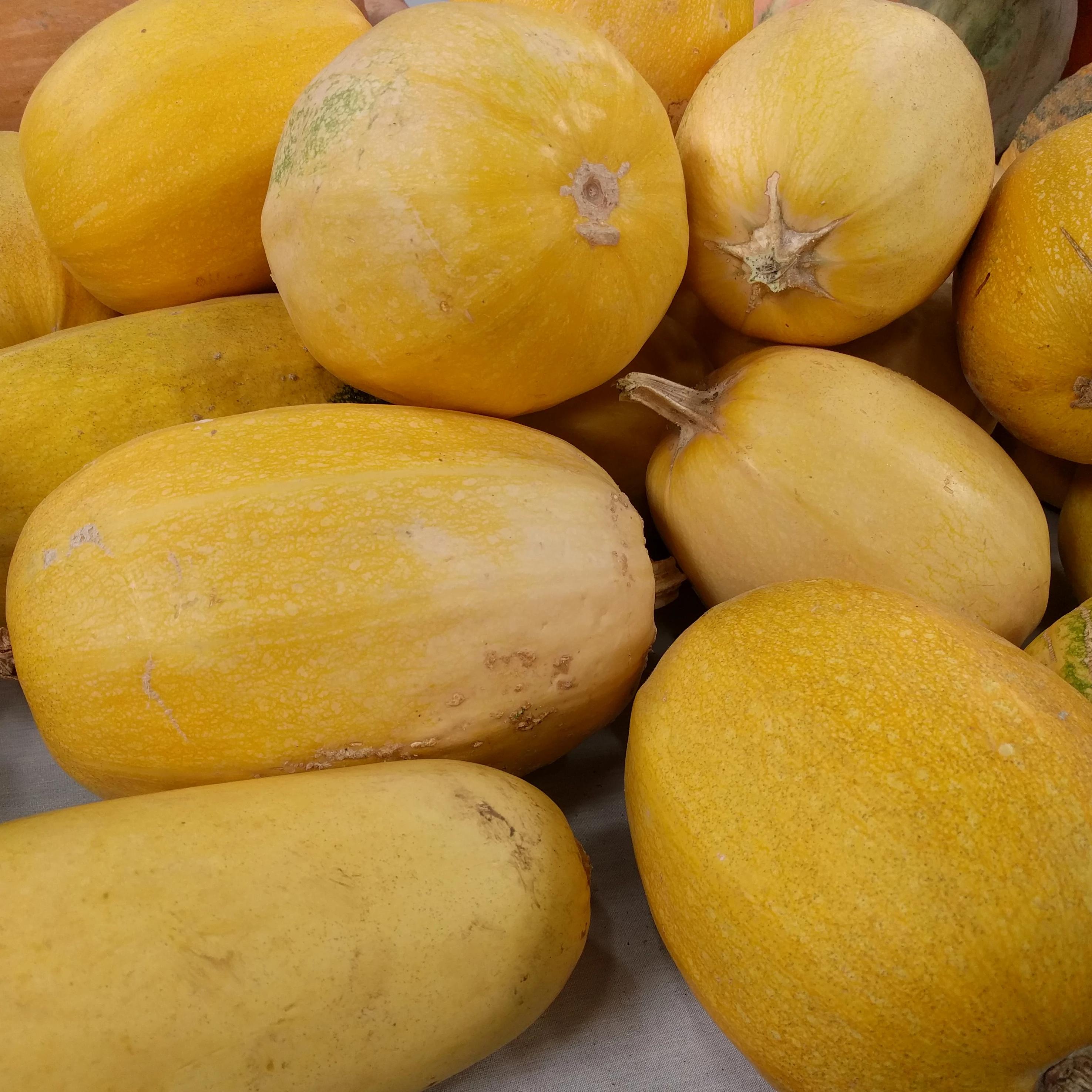 saving spaghetti squash seeds for planting Vegetable Spaghetti Squash Seeds