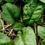 Spinach - America - Sow True Seed