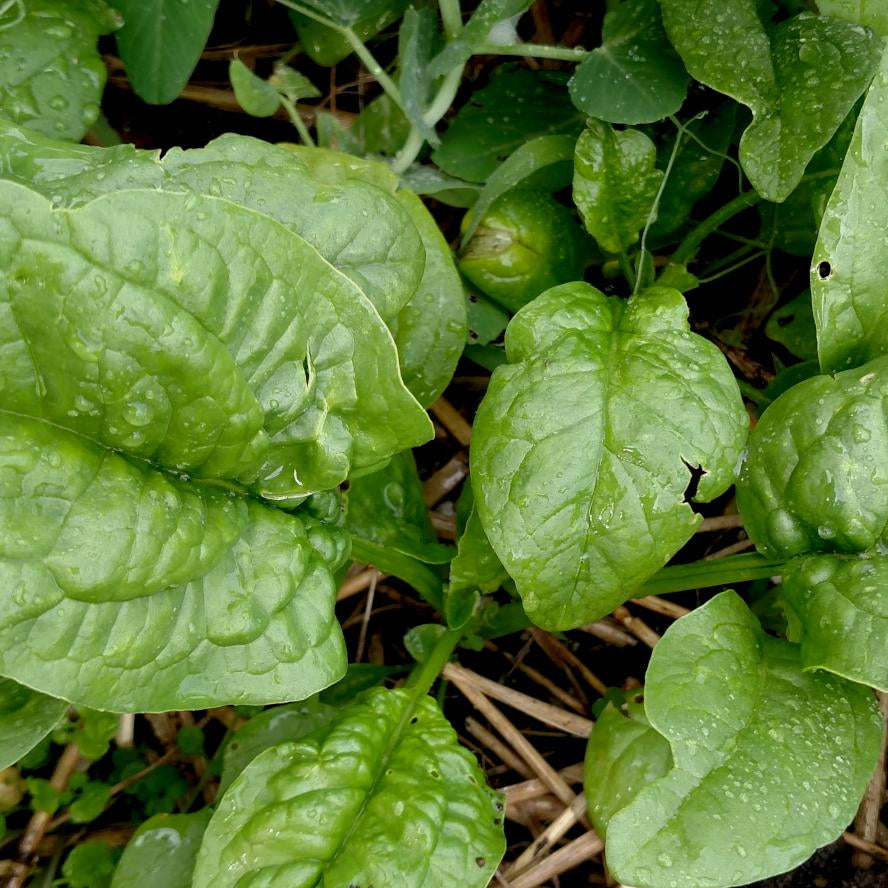 spinach plant from seed America Spinach Seeds | Sow True Seed