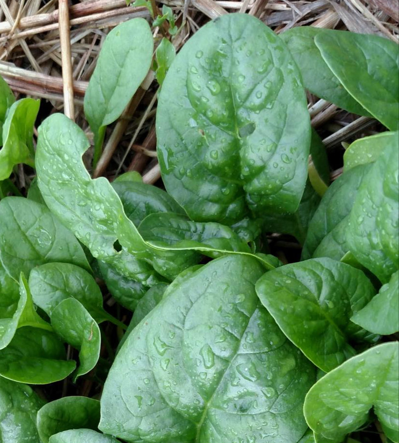 Spinach - Bloomsdale Long Standing - Sow True Seed