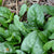Spinach - Bloomsdale Long Standing - Sow True Seed