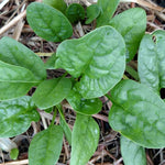Spinach - Bloomsdale Long Standing - Sow True Seed