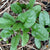 Spinach - Bloomsdale Long Standing - Sow True Seed