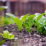 Spinach - Bloomsdale Long Standing - Sow True Seed