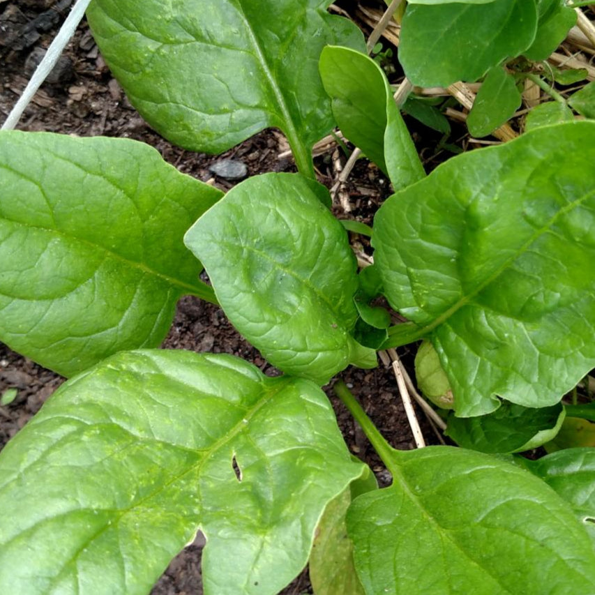 Spinach - Noble Giant - Sow True Seed