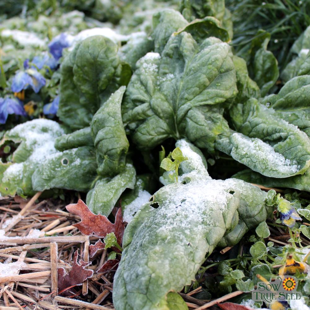 Spinach - Winter Giant - Sow True Seed