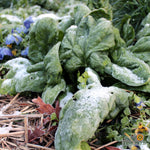 Spinach - Winter Giant - Sow True Seed