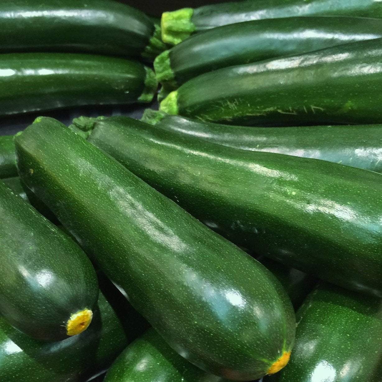 Summer Squash - Black Beauty Zucchini, ORGANIC - Sow True Seed