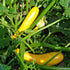 Summer Squash Seeds - Early Prolific Straight Neck
