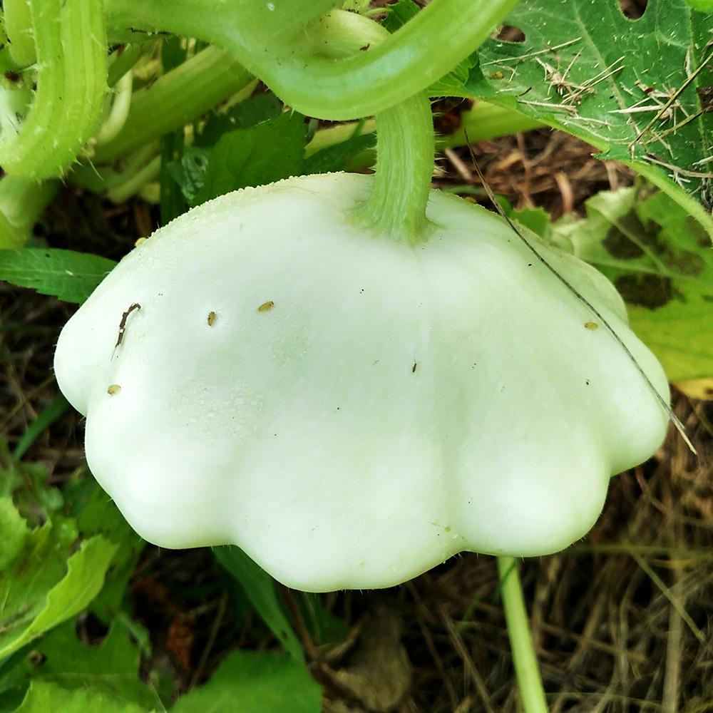 Summer Squash - Bennings Green Tint, ORGANIC - Sow True Seed