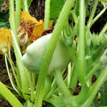 Summer Squash - Bennings Green Tint, ORGANIC - Sow True Seed