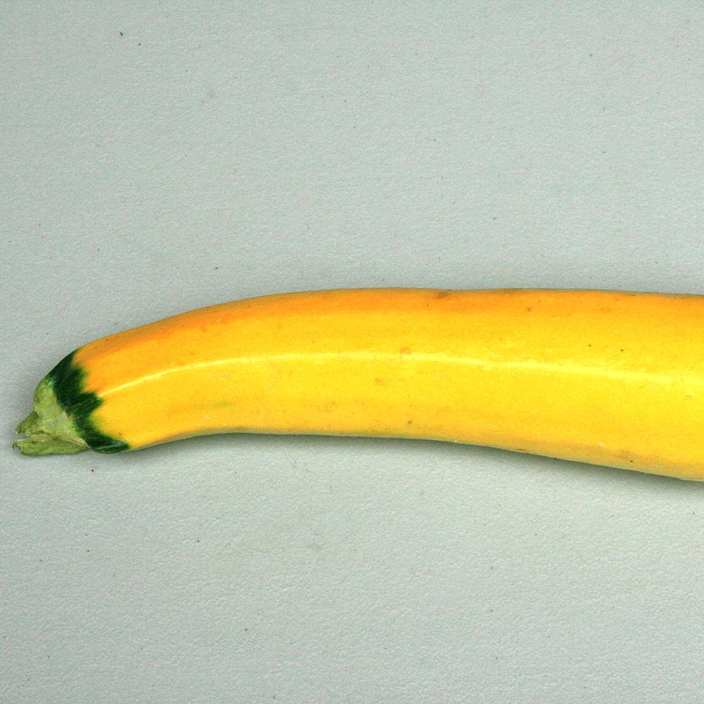 Summer Squash - Golden Zucchini - Sow True Seed