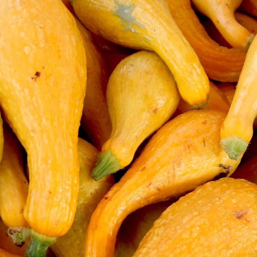 Sow True Seed Summer Squash Crookneck