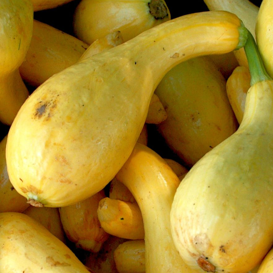 Summer Squash - Early Summer Crookneck, ORGANIC - Sow True Seed