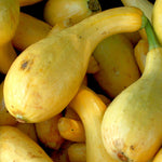 Summer Squash - Early Summer Crookneck, ORGANIC - Sow True Seed