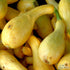 Summer Squash Seeds - Early Summer Crookneck, ORGANIC
