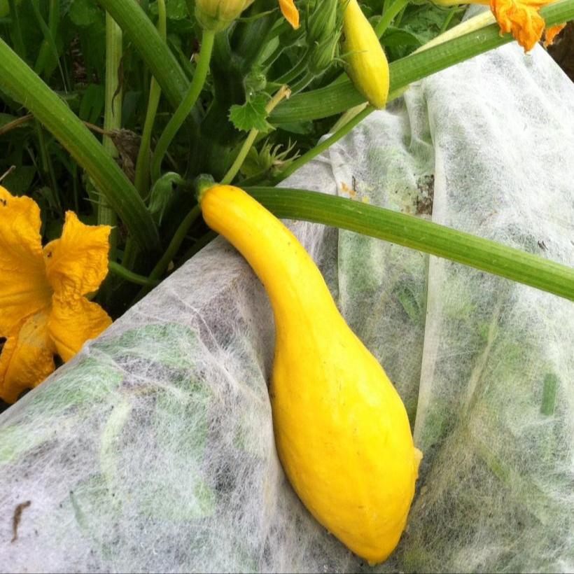 Summer Squash - Early Summer Crookneck, ORGANIC - Sow True Seed