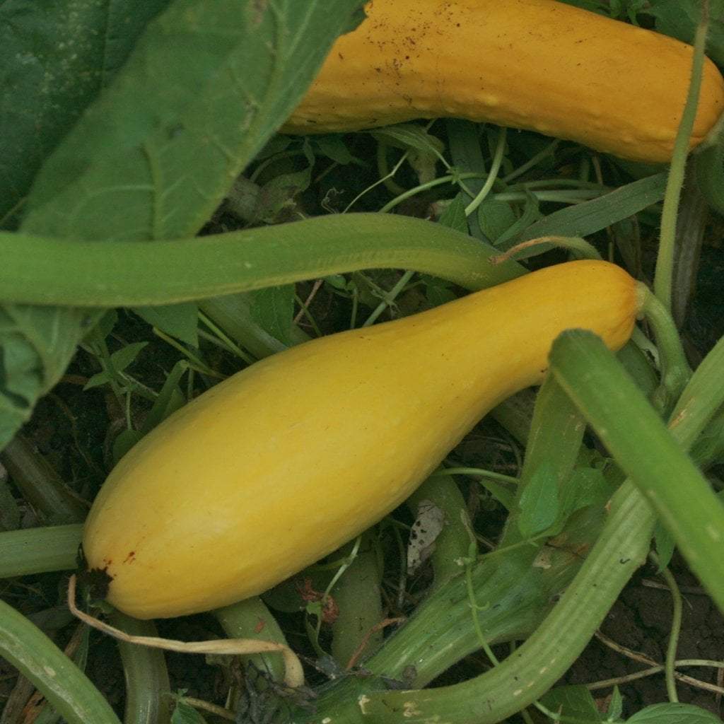 Sow True Seed Summer Squash Seeds - Thumbnail 2