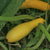 Summer Squash - Early Prolific Straight Neck - Sow True Seed