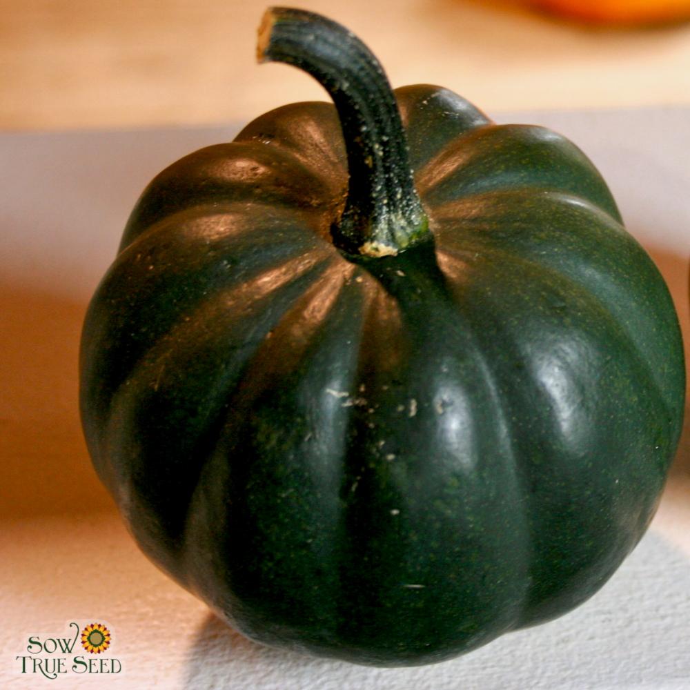 Winter Squash Seeds - Table Queen Acorn Bush, ORGANIC