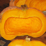 Winter Squash - Candy Roaster Melon - Sow True Seed