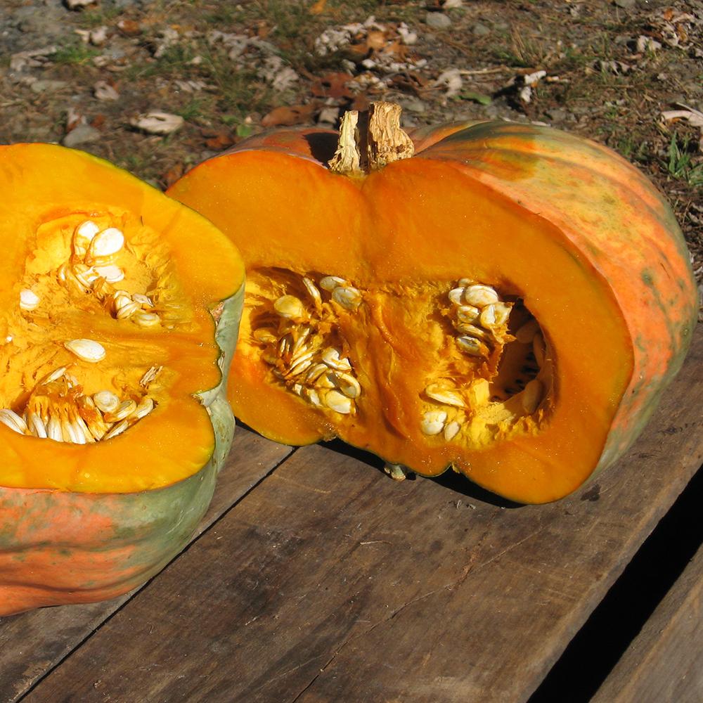 Winter Squash - Candy Roaster Melon - Sow True Seed