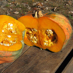 Winter Squash - Candy Roaster Melon - Sow True Seed