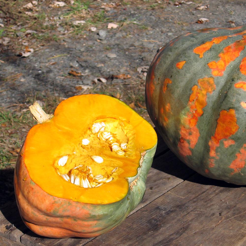 Winter Squash - Candy Roaster Melon - Sow True Seed