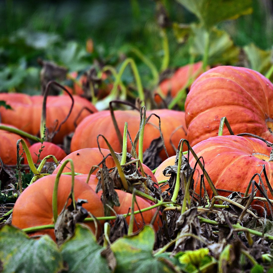 Pumpkin - Cinderella, ORGANIC - Sow True Seed