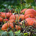 Pumpkin - Cinderella, ORGANIC - Sow True Seed