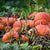 Pumpkin - Cinderella, ORGANIC - Sow True Seed
