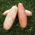 Winter Squash - Pink Jumbo Banana - Sow True Seed