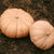 Winter Squash Seeds, Long Island Cheese - Sow True Seed
