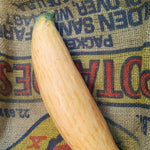 Winter Squash - North Georgia Candy Roaster - Sow True Seed